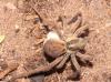 Hogna sp.